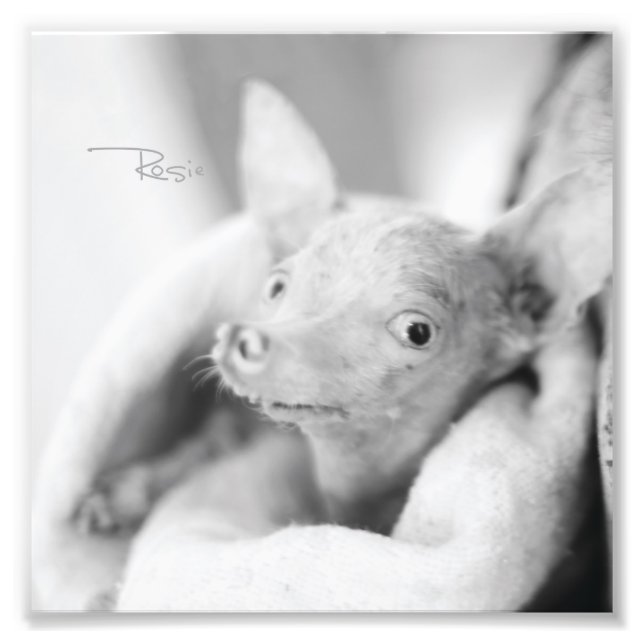 Everything Rosie Photo (Front)