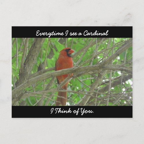 Everytime I see a Cardinal I think of You Postcard