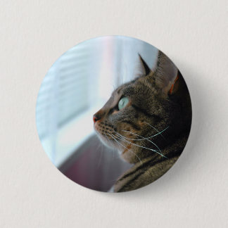Evey the Kitty contemplates outside Button