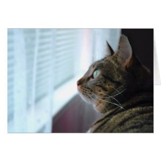 Evey the Kitty contemplates outside Cards