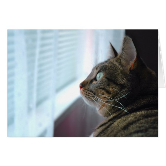 Evey the Kitty contemplates outside Cards (Front Horizontal)