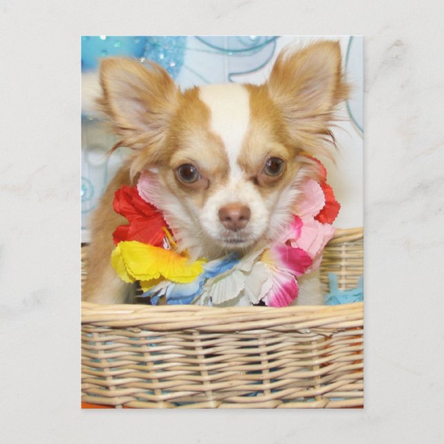 Evil - Long Hair Chihuahua -5 Postcard (Front)