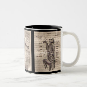 Evolution Anatomy Mug For the Medical Professional