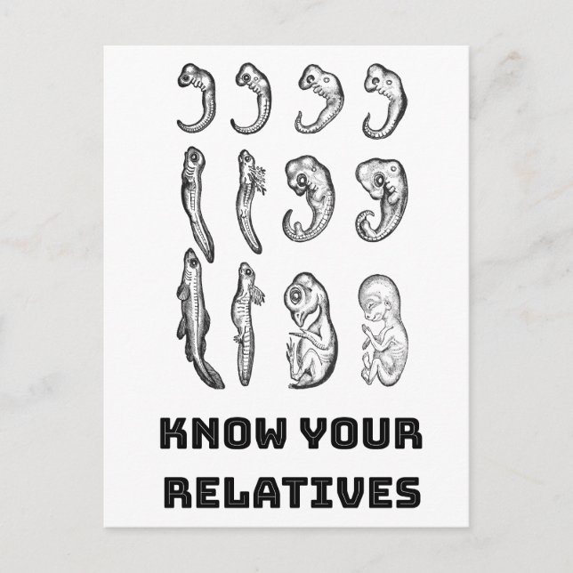 Evolution Embryogenesis Postcard (Front)