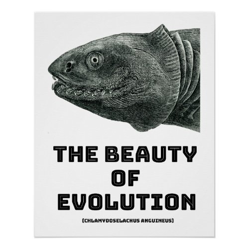 Evolution Frilled Shark Beauty Poster