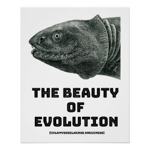 Evolution Frilled Shark Beauty Poster