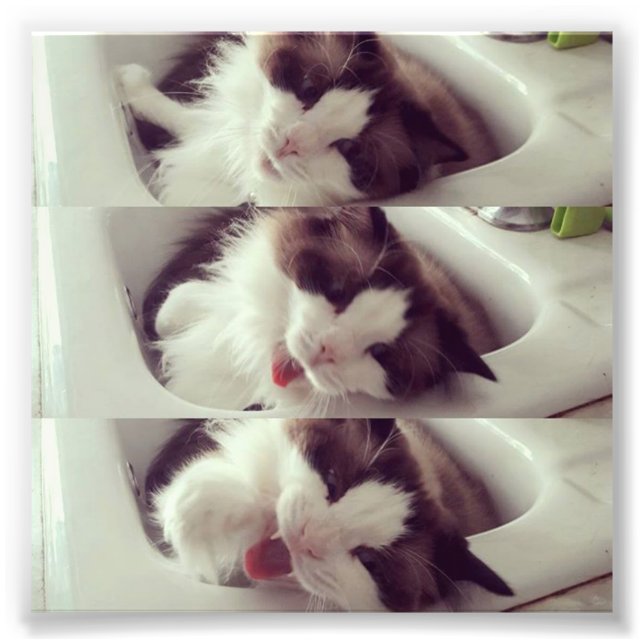 Evolution of a Cat Yawn Photo Print (Front)