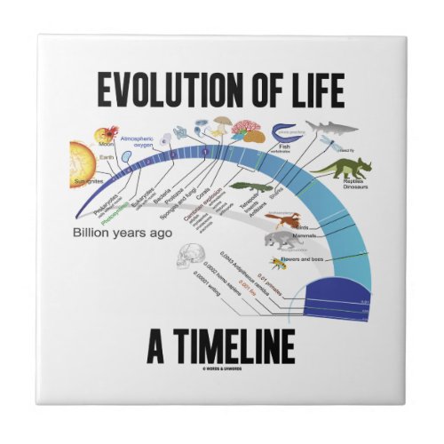 Evolution Of Life A Timeline Biology Ceramic Tile