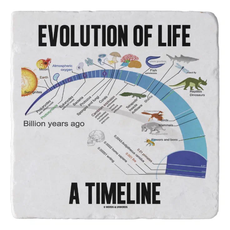 Evolution Of Life A Timeline Biology Trivet | Zazzle