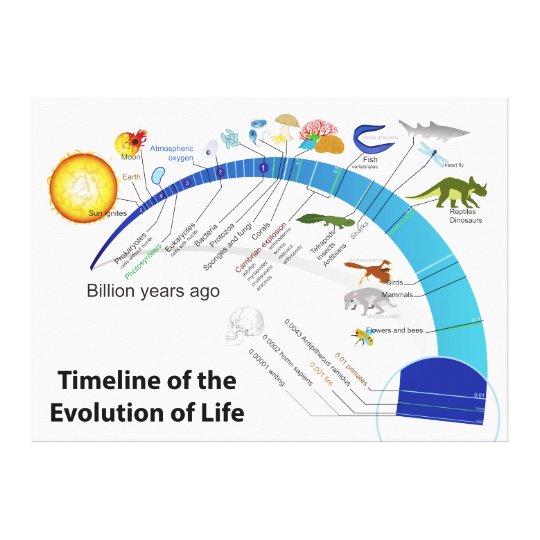 Evolution Of Life On Earth Timeline Diagram Canvas Print | Zazzle.com