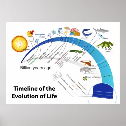 Evolution of Life on Earth Timeline Diagram Poster