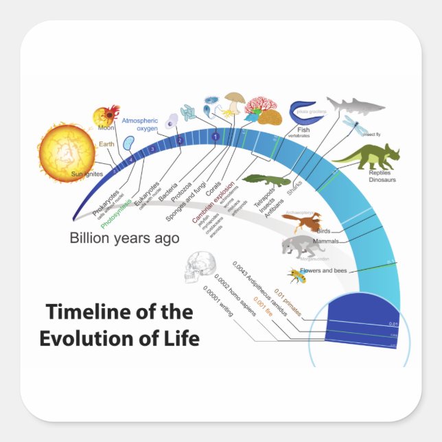 Evolution of Life on Earth Timeline Diagram Square Sticker (Front)