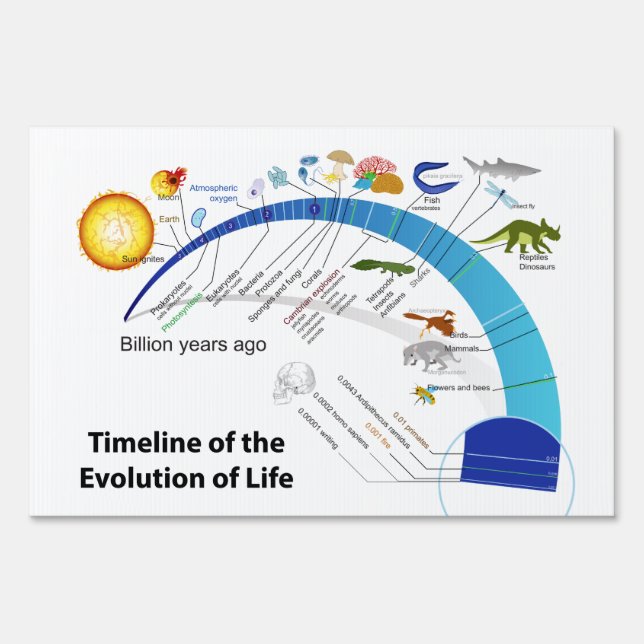 Evolution of Life on Earth Timeline Diagram Yard Sign (Front)