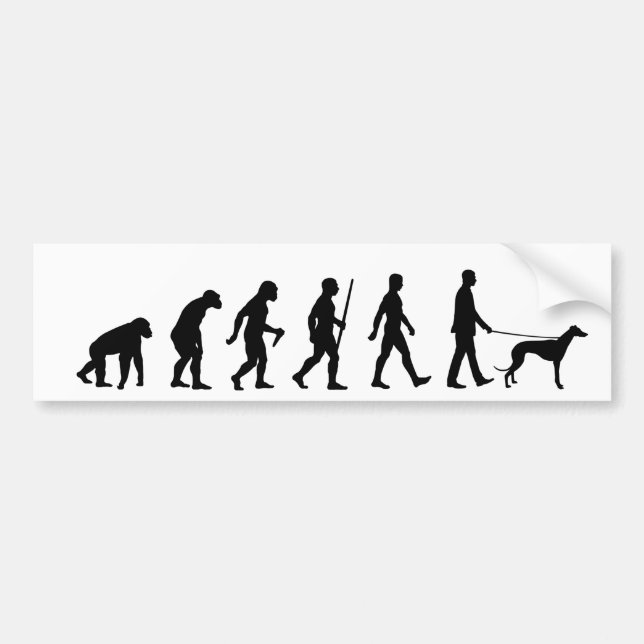 Evolution to Greyhound Owner Bumper Sticker (Front)