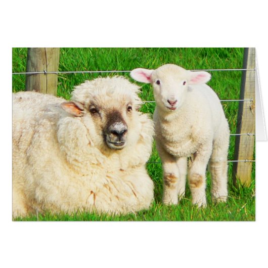 Ewe and Lamb Cards (Front Horizontal)