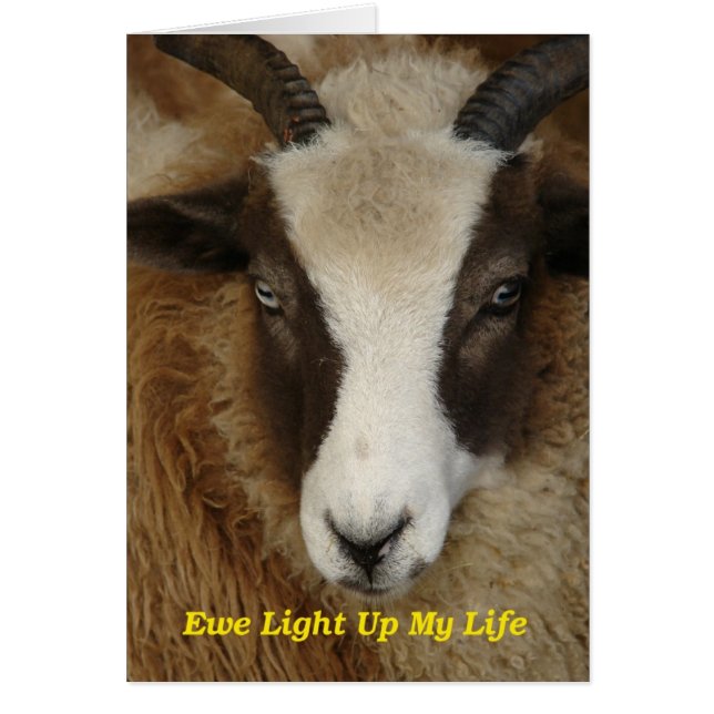 Ewe Light Up My Life Cards (Front)
