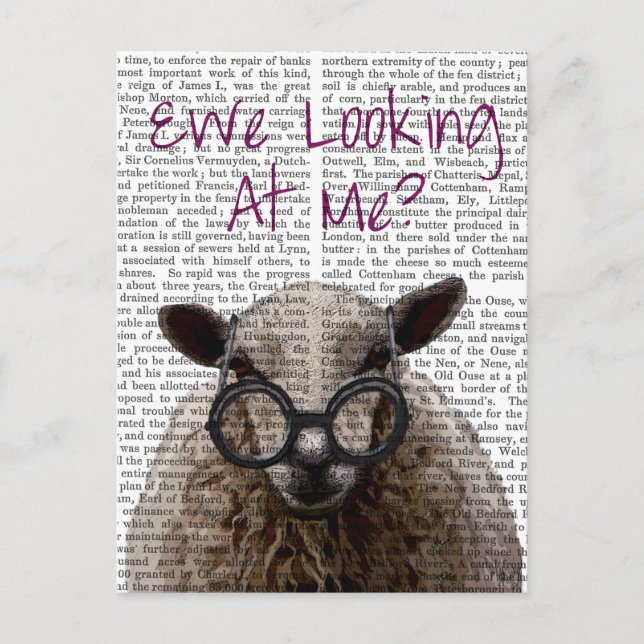 Ewe Looking at Me DeNiro Sheep 2 Postcard (Front)
