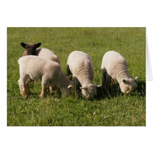 Ewe-niquely Me! Cards (Front Horizontal)