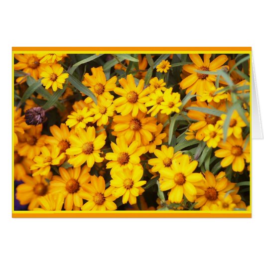 Ex Flower Show Cards (Front Horizontal)