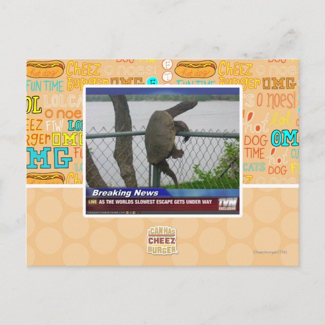 Excaping Turtle Postcard (Front)