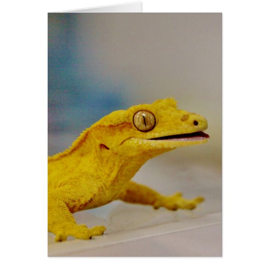 Excited Crested Gecko Cards (Front)
