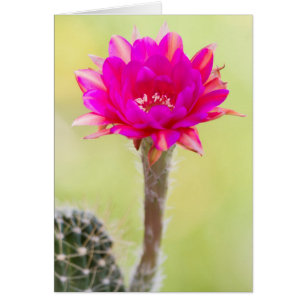 Exciting Antimatter Cactus Bloom Cards