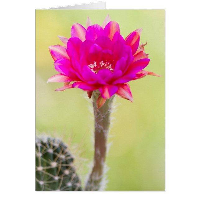 Exciting Antimatter Cactus Bloom Cards (Front)