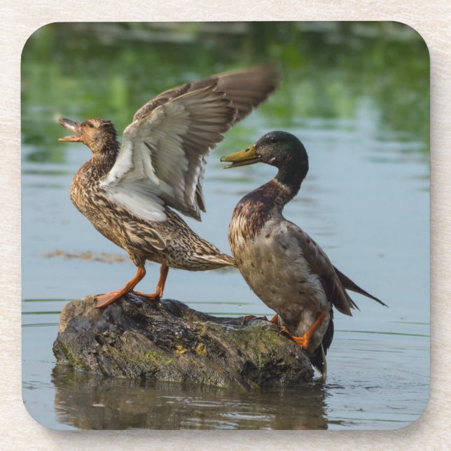 Excuse Me Beverage Coaster (Front)