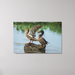 Excuse Me Canvas Print