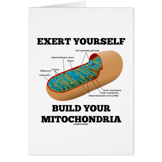 Exert Yourself Build Your Mitochondria Cards (Front)