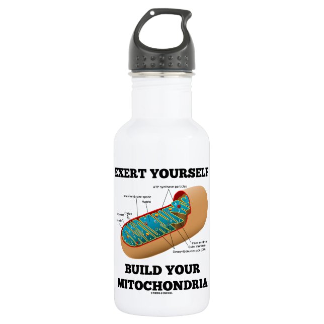 Exert Yourself Build Your Mitochondria Stainless Steel Water Bottle (Front)