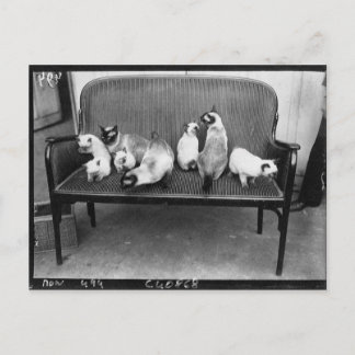 Exhibition Cat Club - Mondial 494 Postcard