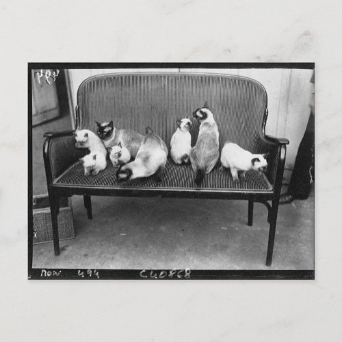 Exhibition Cat Club _ Mondial 494 Postcard