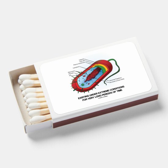 Existing Under Extreme Conditions Prokaryote Matchboxes