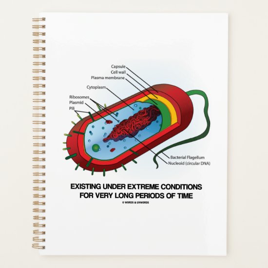 Existing Under Extreme Conditions Prokaryote Planner
