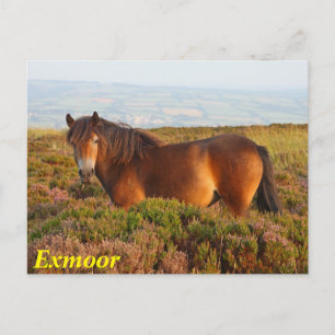 Exmoor pony, horse, Somerset, England Postcard