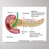 How to Draw Human Pancreas | DIAGRAM OF PANCREAS | The Duct System of  Liver, Gall Bladder, Pancreas - YouTube