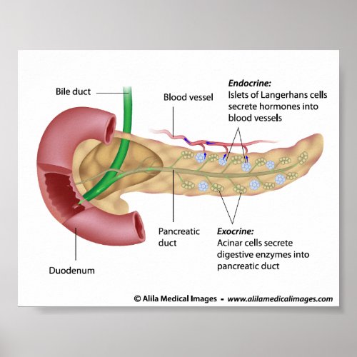 Exocrine and endocrine pancreas labeled drawing poster