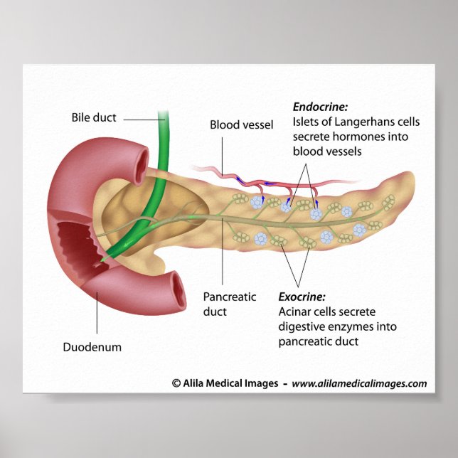 Exocrine and endocrine pancreas, labeled drawing. poster (Front)