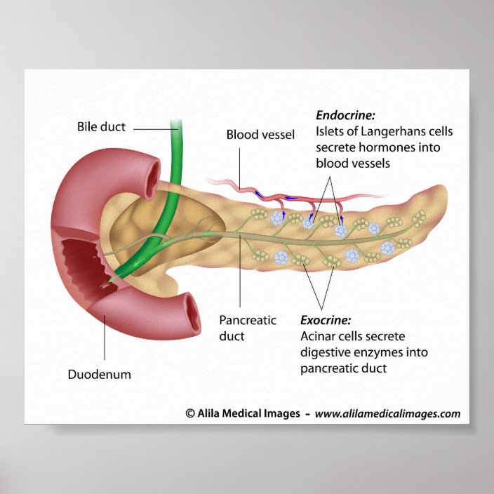 Exocrine and endocrine pancreas, labeled drawing. poster | Zazzle