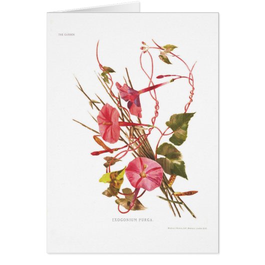 Exogonium purga (Ipomoea purga) Cards (Front)