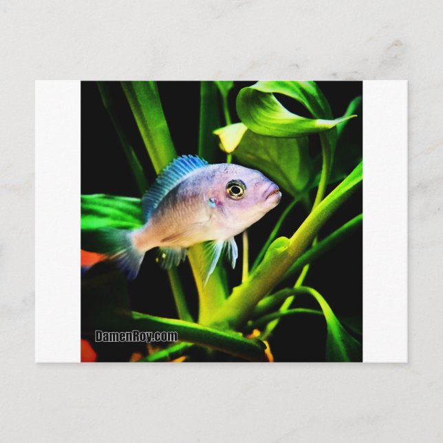 Exotic African Cichlid Fish Postcard (Front)