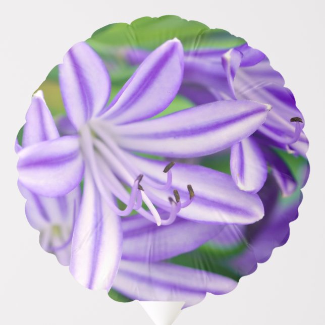 Exotic African Lily Balloon (Front)