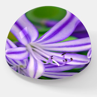 Exotic African Lily