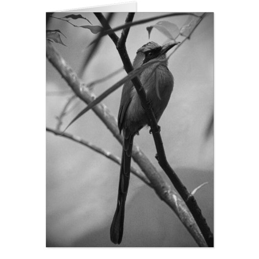 Exotic Bird in black & white Cards (Front)