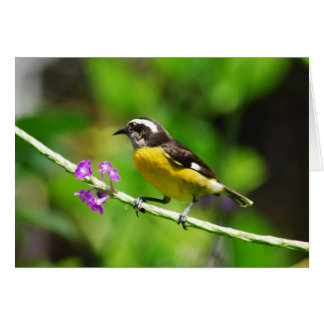 Exotic birds cards