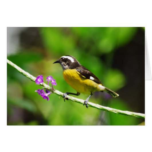 Exotic birds cards (Front Horizontal)