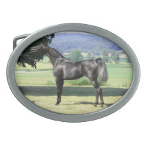 Exotic black Arabian mare