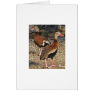 Exotic Black Belly Tree Ducks Cards