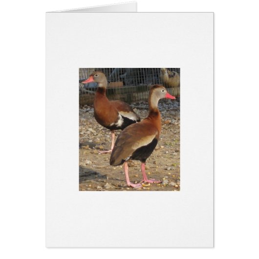 Exotic Black Belly Tree Ducks Cards (Front)